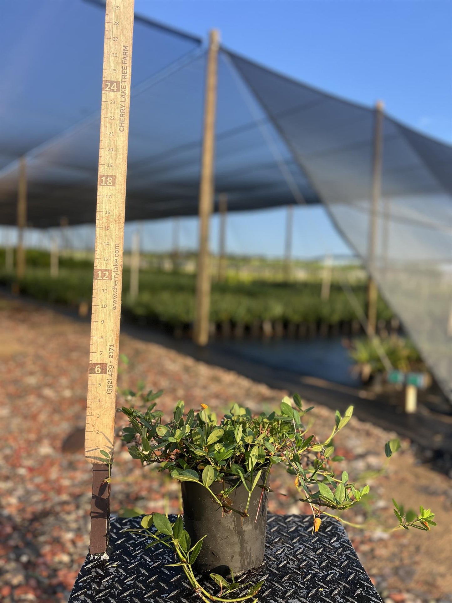 Perennial Peanut 'Ecoturf' | 001 qt.
5" x 6"