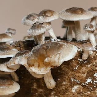 Farm Fresh Mushrooms