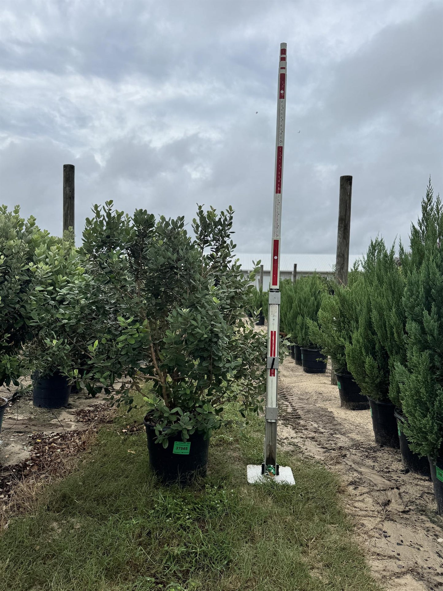 Pineapple Guava Feijoa 15 gal.
5' x 2.5'