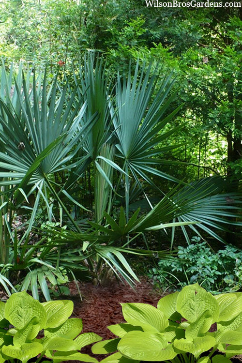 Dwarf Palmetto Blue Stem | 3 gal. 7 gal. 15 gal.