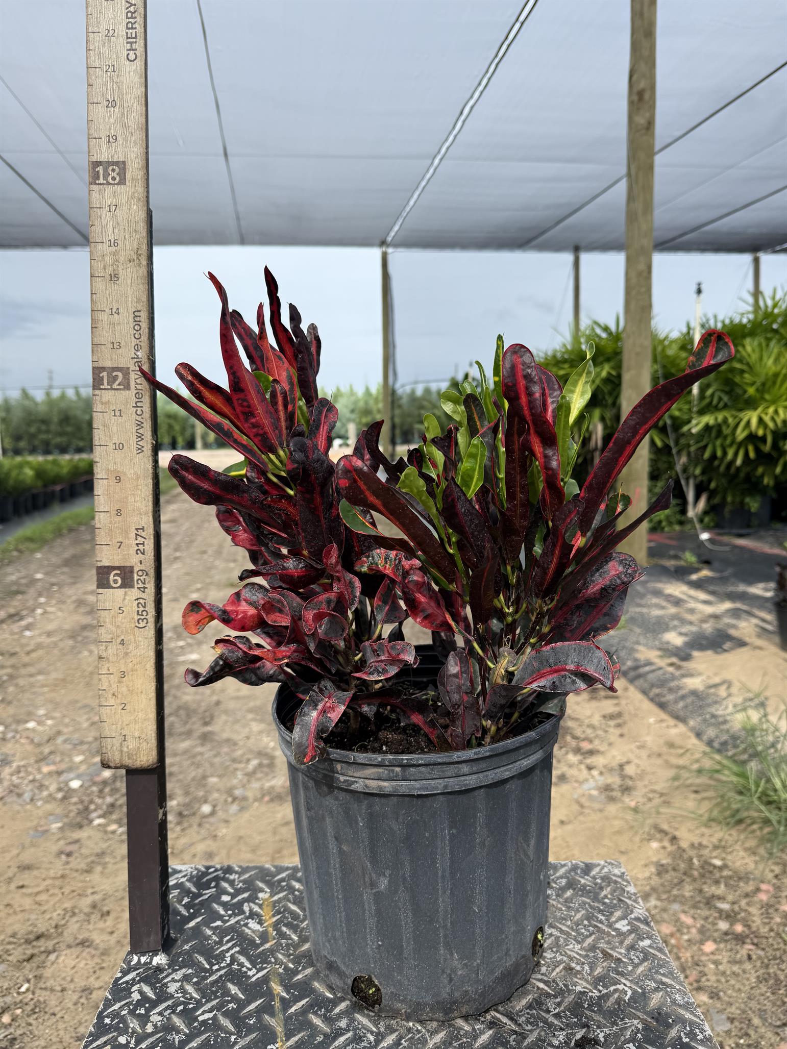croton mammy buy Croton 'Mammey'