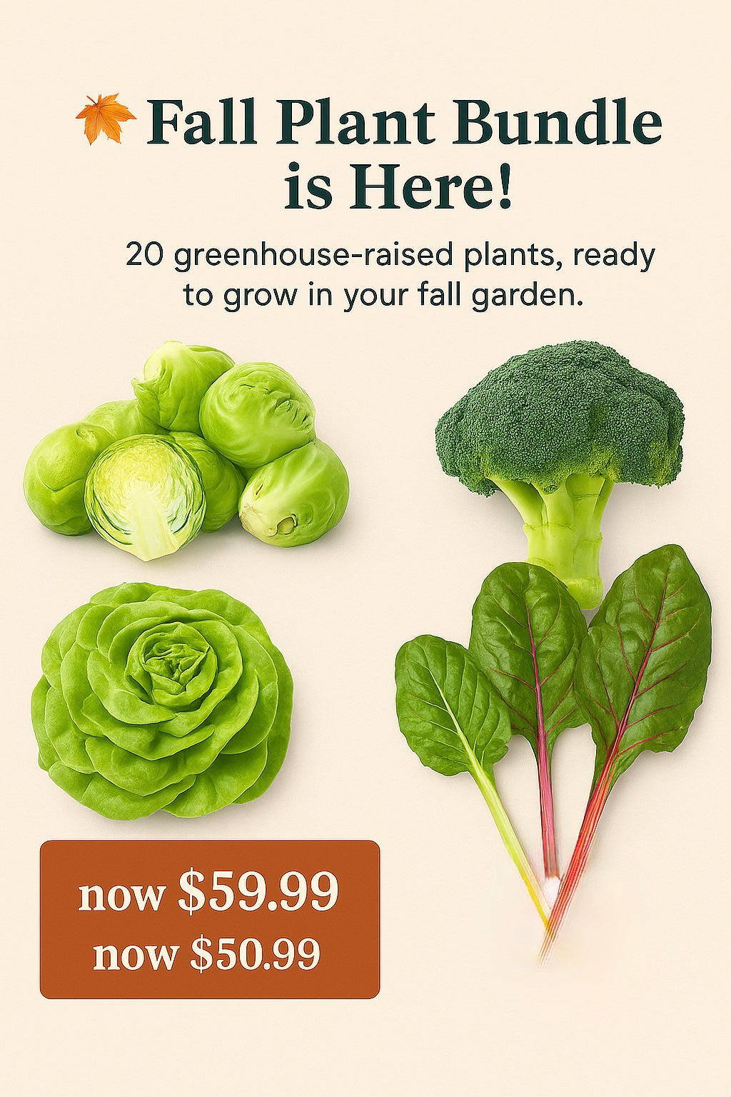 Community Garden plot 3ft x 4ft. 12 months subscription.