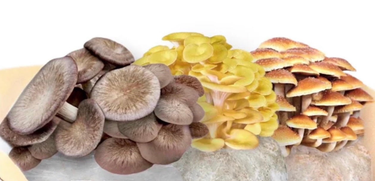 Farm Fresh Mushrooms