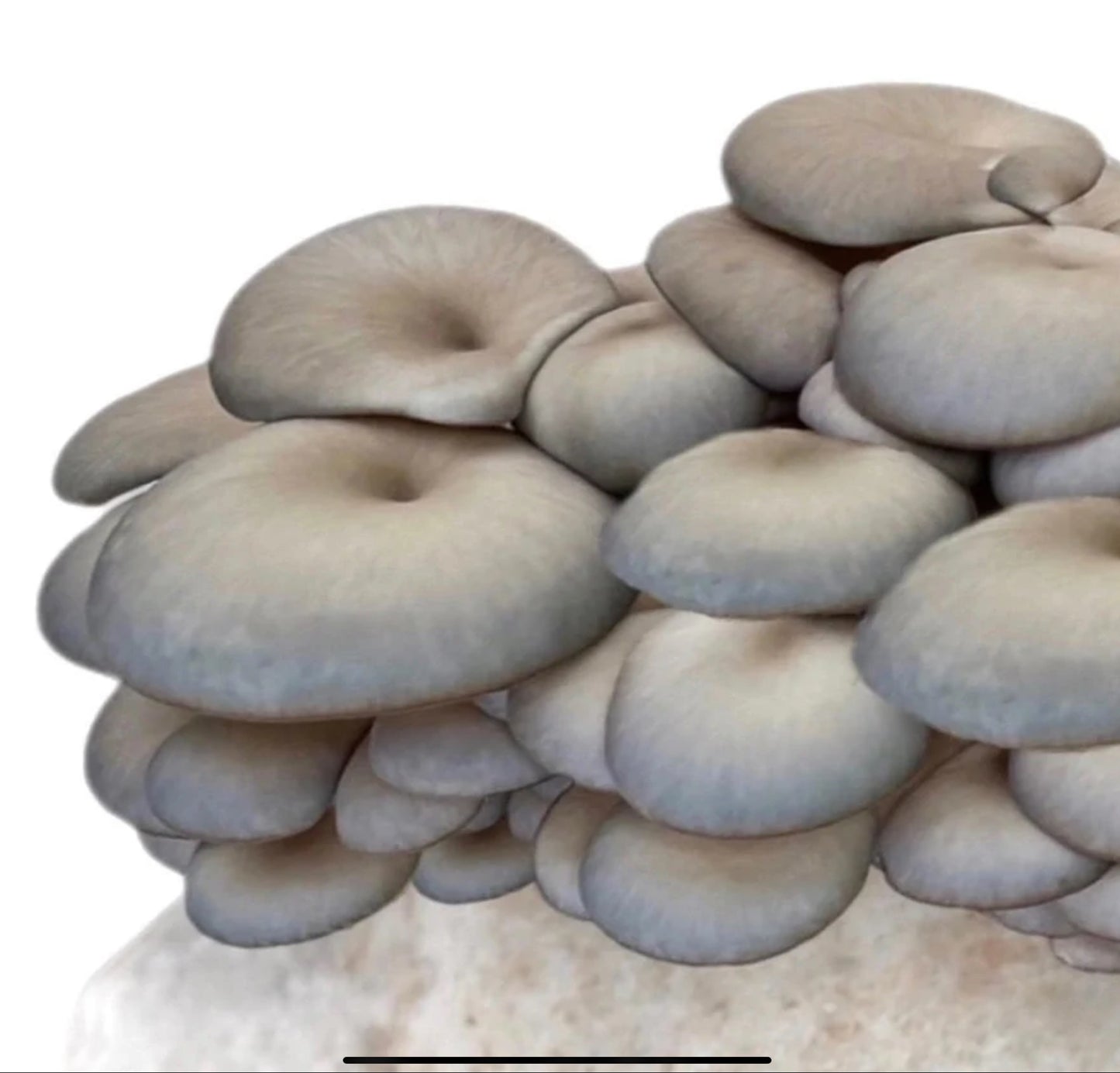 Farm Fresh Mushrooms