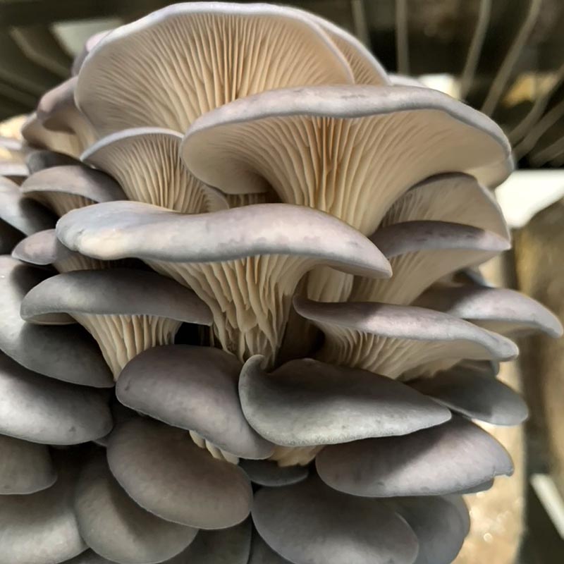 Farm Fresh Mushrooms