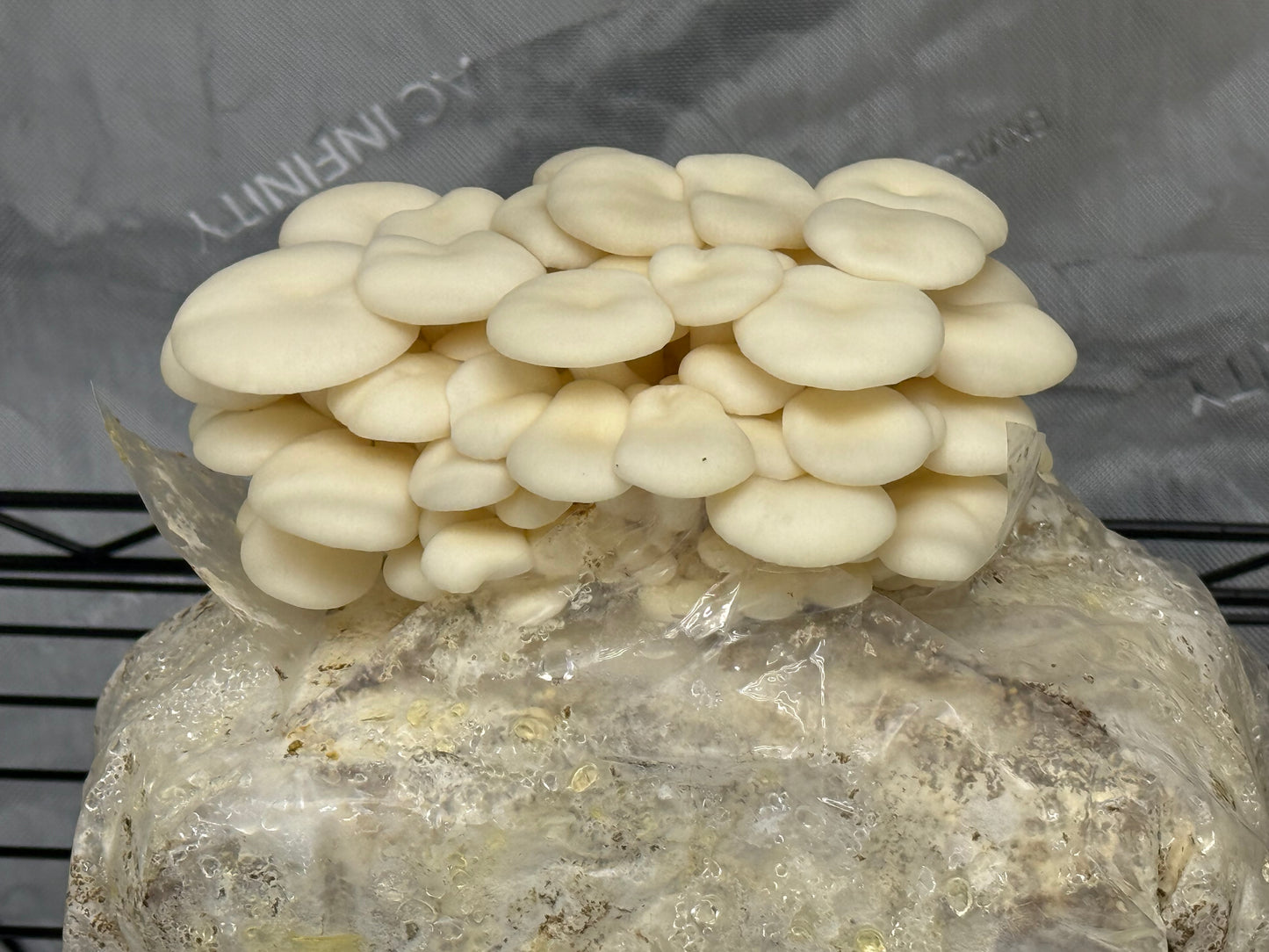 Farm Fresh Mushrooms