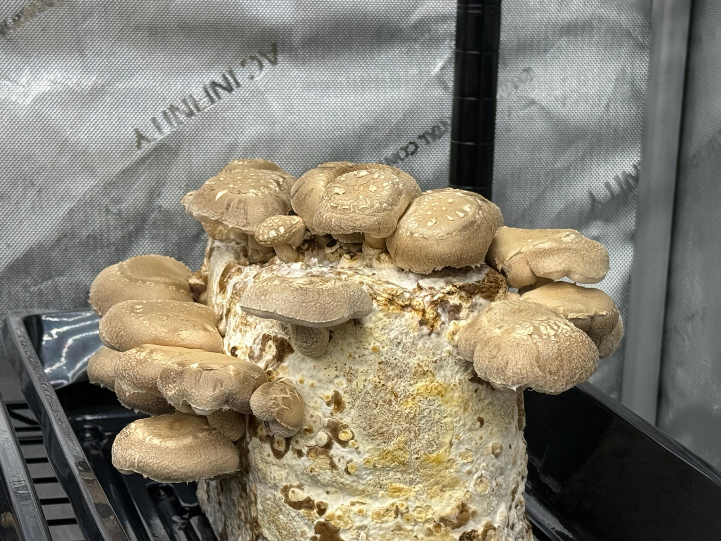 Farm Fresh Mushrooms