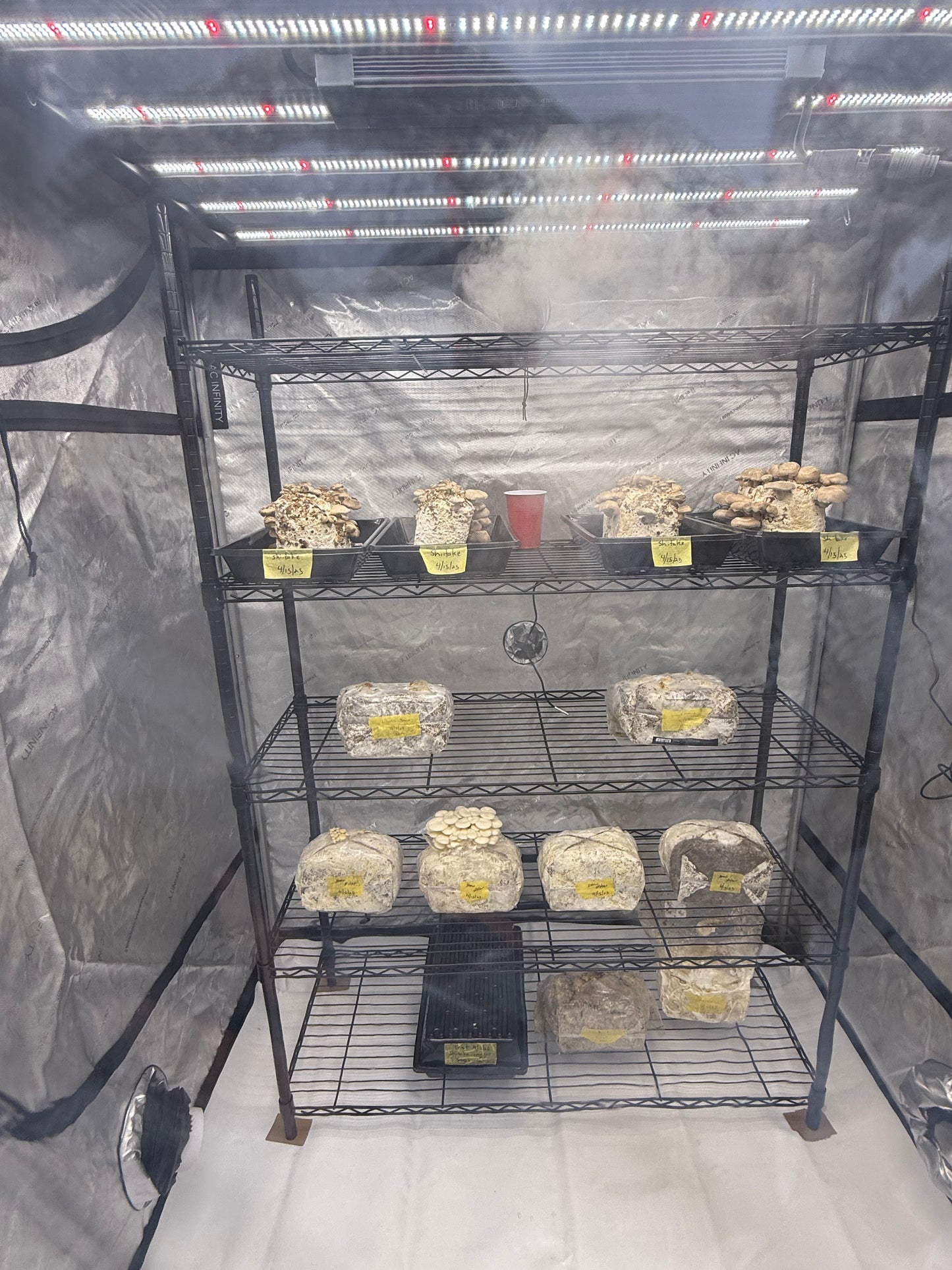 Farm Fresh Mushrooms