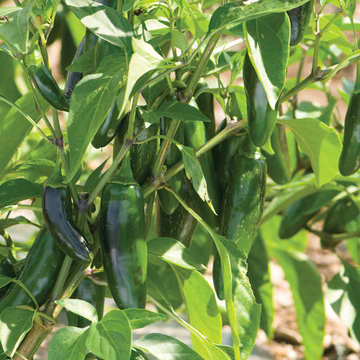 pimientos, jalapeños