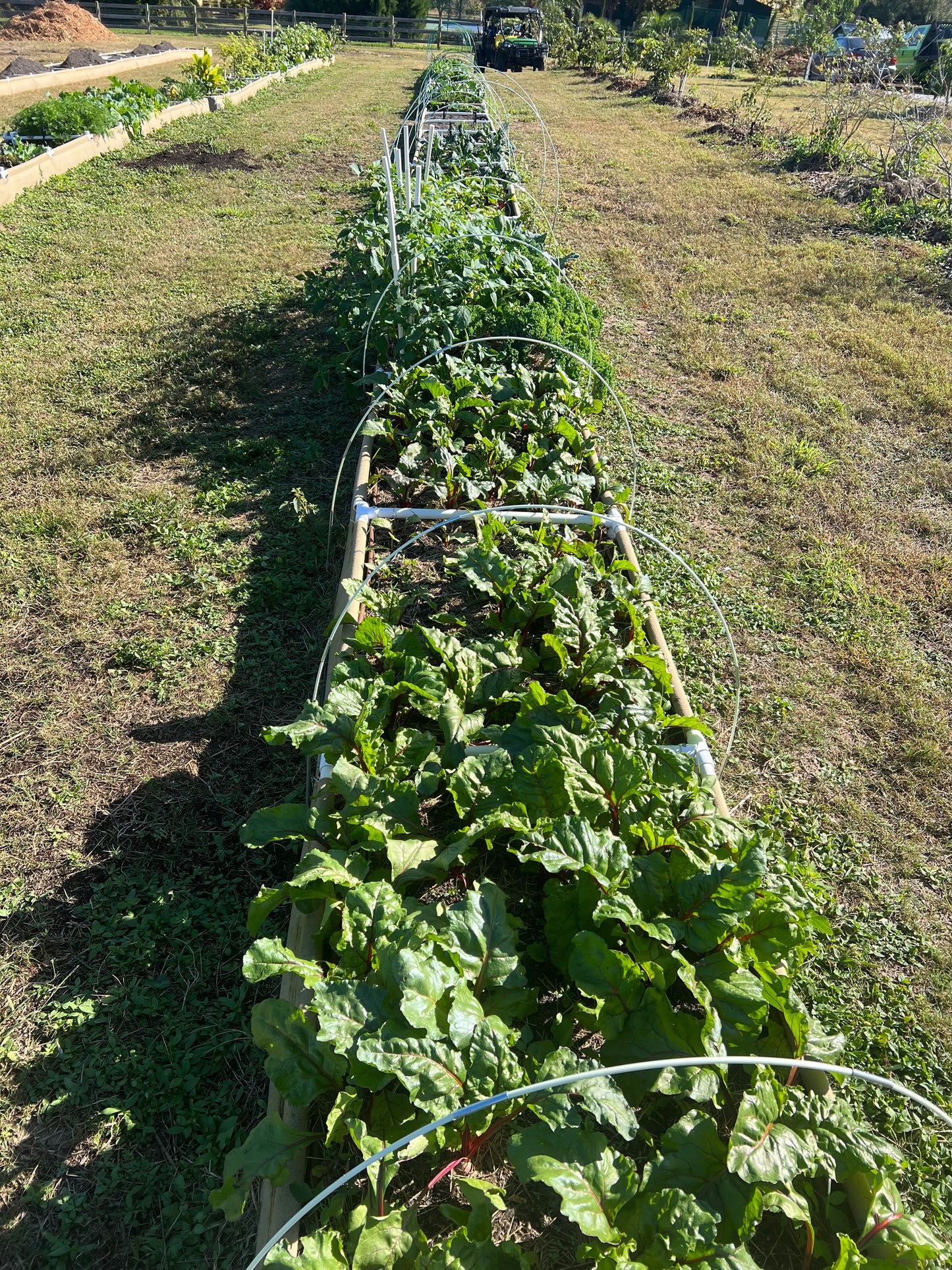 Community Garden plot 3ft x 4ft. 12 months subscription.