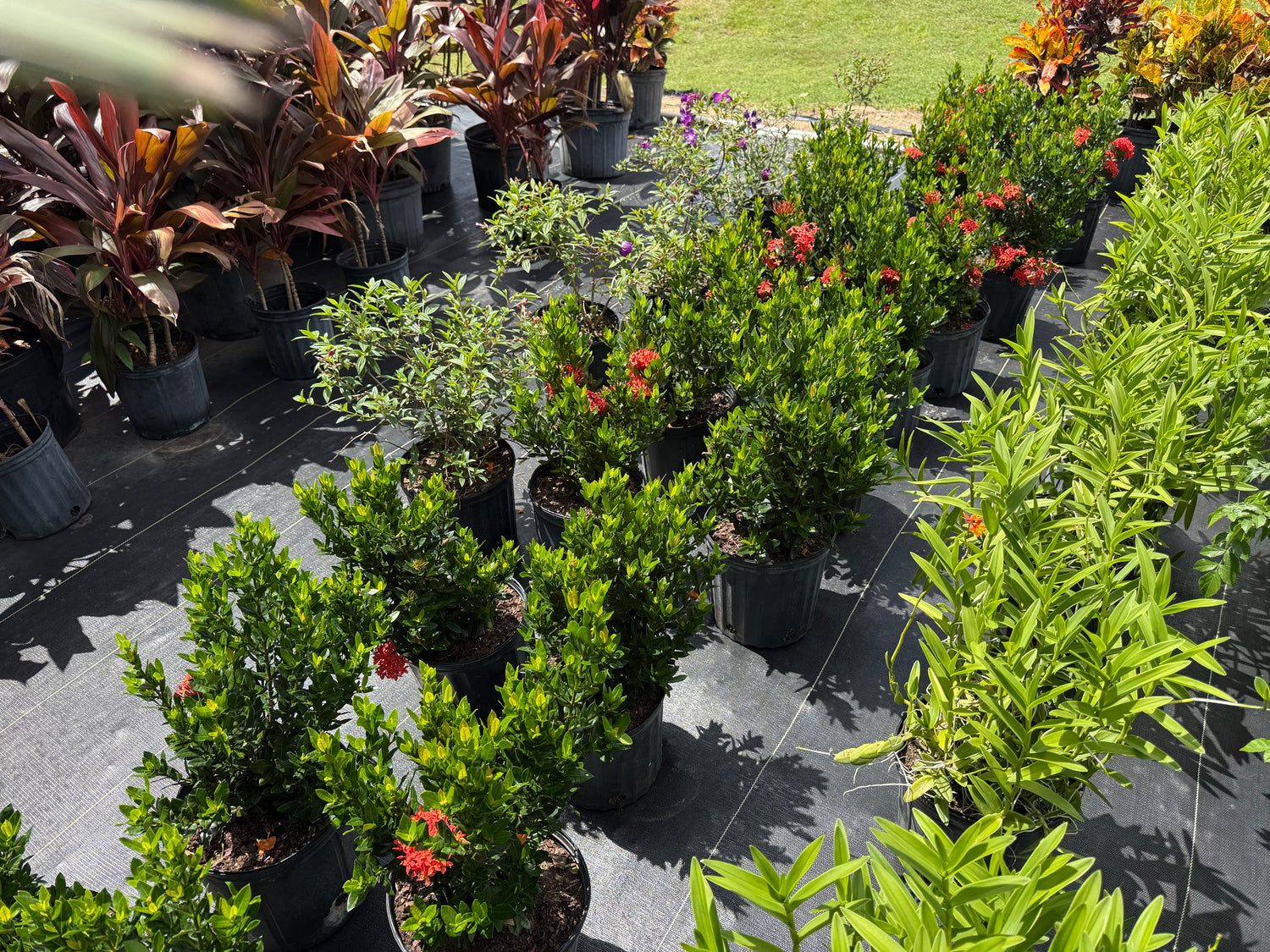 Shrubs