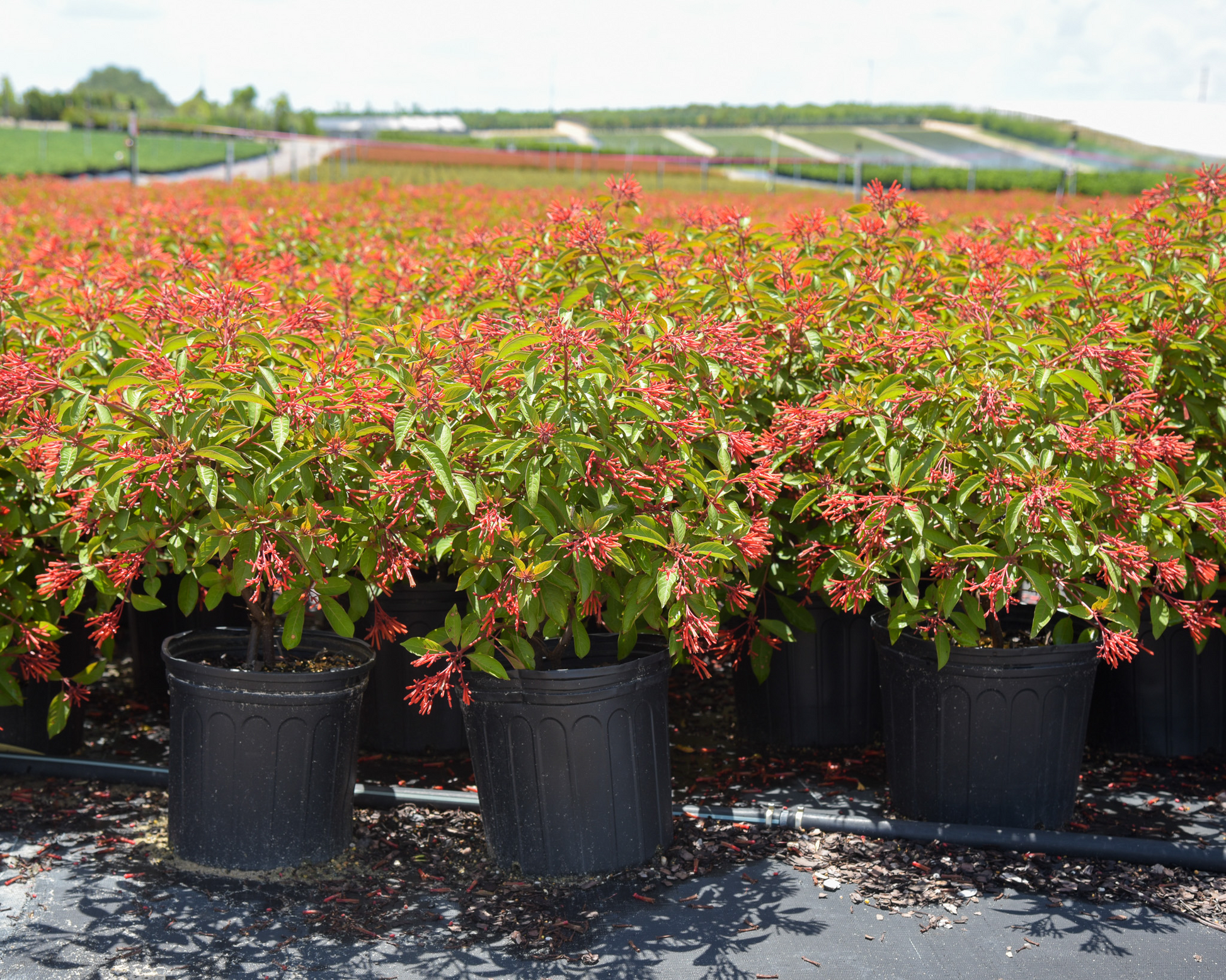 firebush succulent Firebush 'Calusa' 3 gal. – Sullivan Road Farm LLC