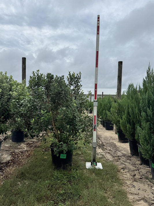 Pineapple Guava Feijoa 15 gal.
5' x 2.5'