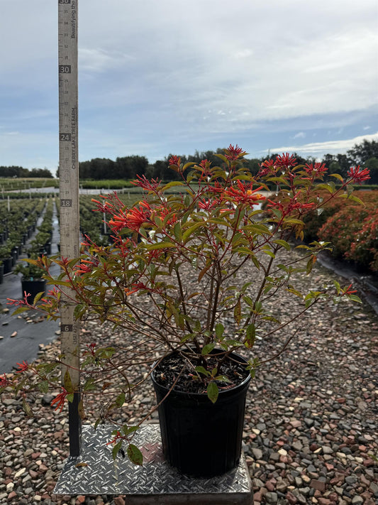 Firebush 'Calusa' 3 gal.