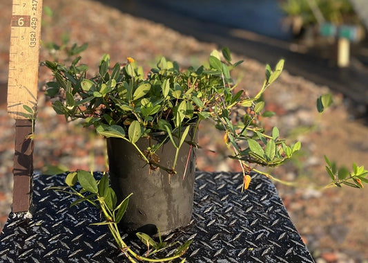 Perennial Peanut 'Ecoturf' | 001 qt.
5" x 6"
