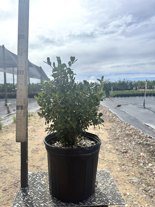 Japanese Boxwood 3 gal. 14" x 12"