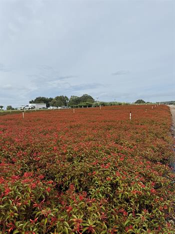 Firebush 'Calusa' 3 gal.