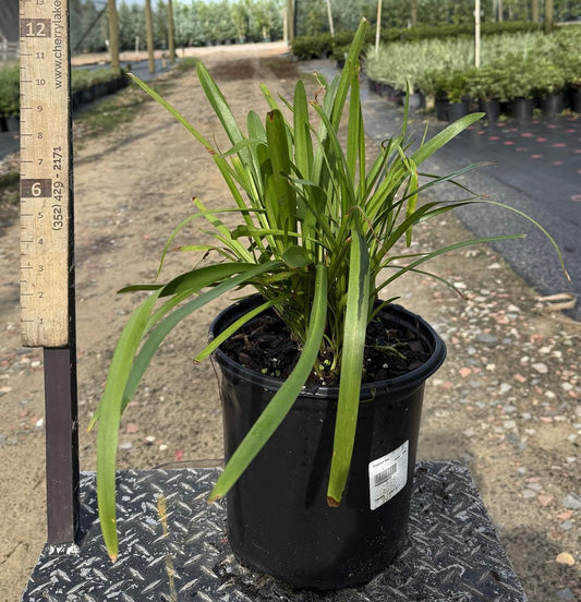 Lily of The Nile | 001 gal.and 003 gal.