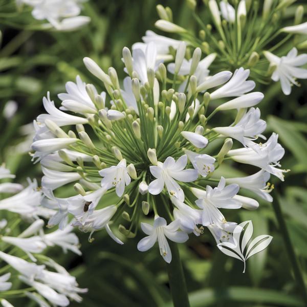 Lily of The Nile | 001 gal.and 003 gal.