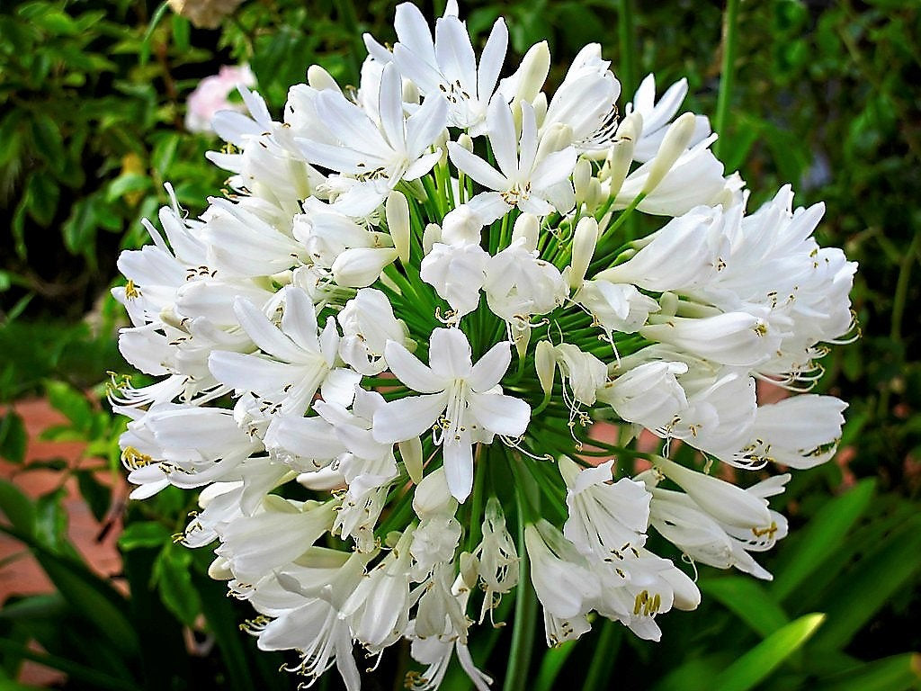Lily of The Nile | 001 gal.and 003 gal.