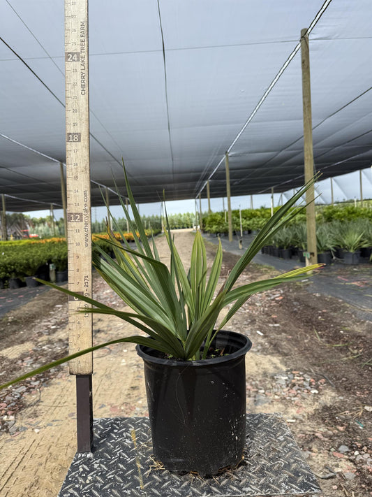 Dwarf Palmetto Blue Stem | 3 gal. 7 gal. 15 gal.