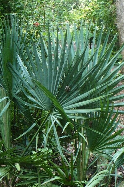 Dwarf Palmetto Blue Stem | 3 gal. 7 gal. 15 gal.