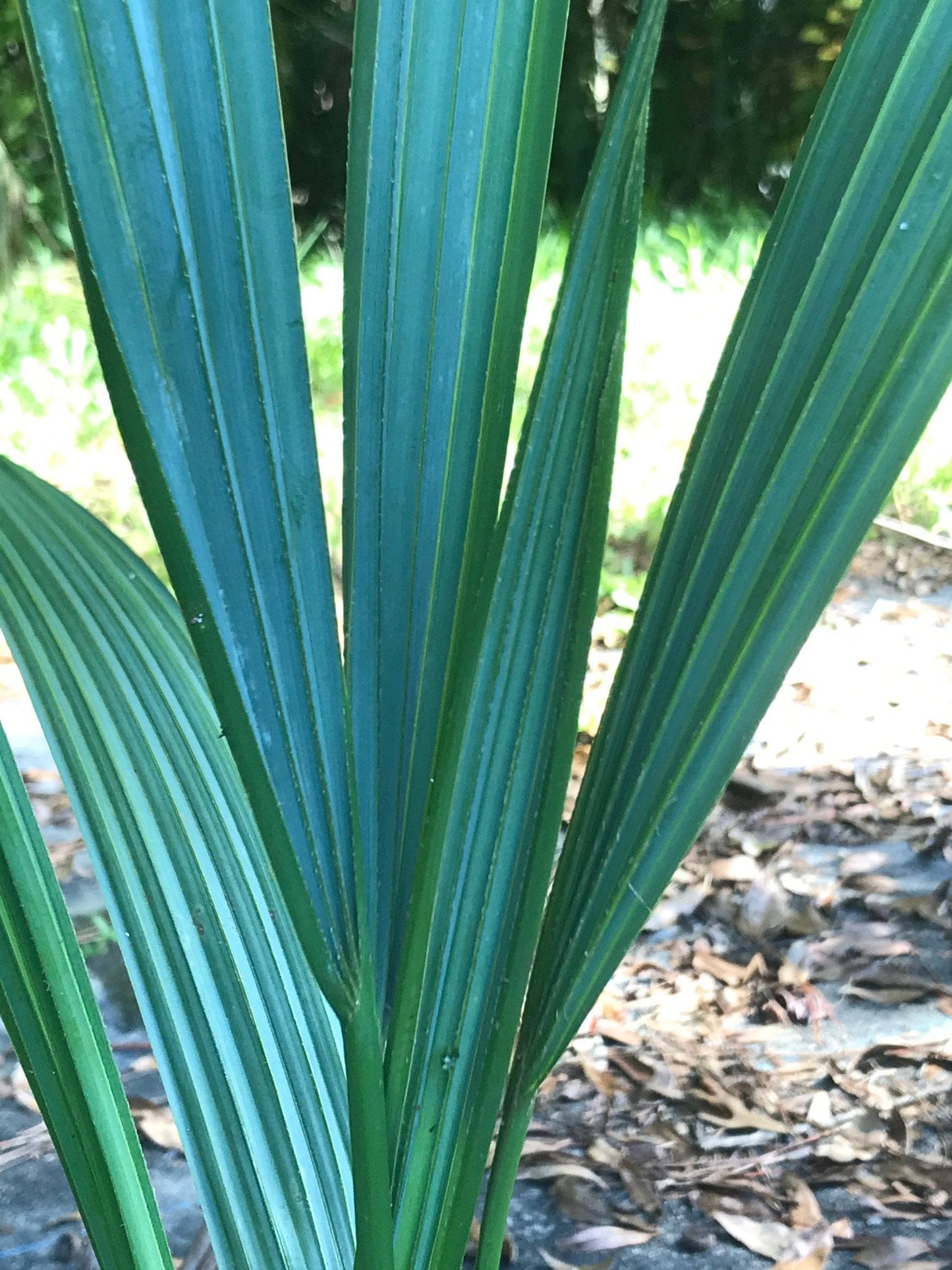 Dwarf Palmetto Blue Stem | 3 gal. 7 gal. 15 gal.