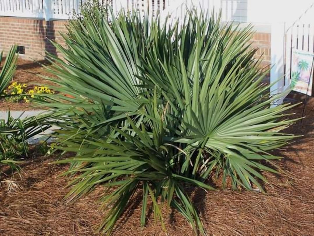 Dwarf Palmetto Blue Stem | 3 gal. 7 gal. 15 gal.