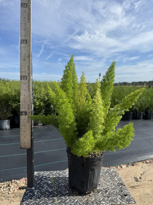 Foxtail Fern 1 gal. and 3 gal.
