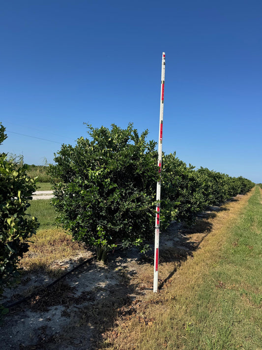 Ligustrum Japonica Multi-Trunk Field Grown 8'