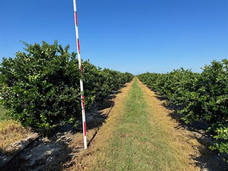 Ligustrum Japonica Multi-Trunk Field Grown 8'