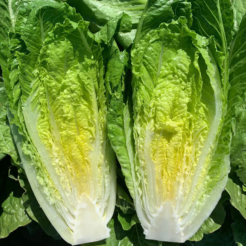 Lettuce, Romaine