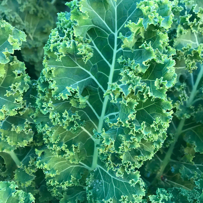 Kale