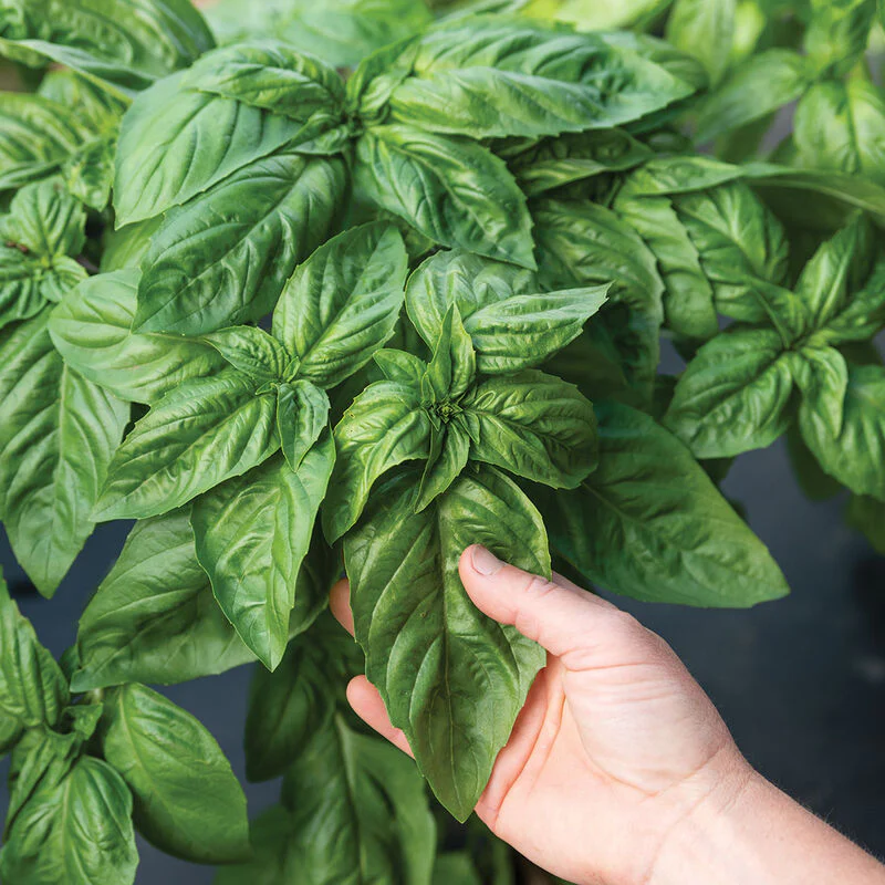 Basil, Italian