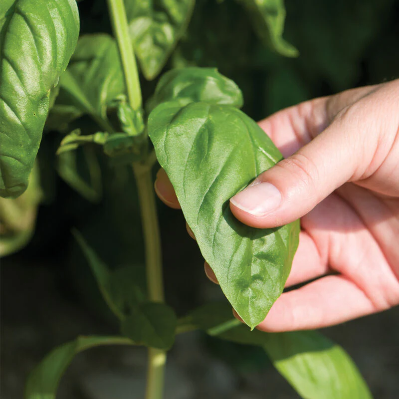 Basil, Italian