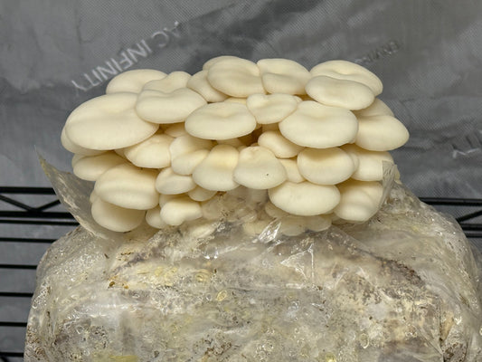Oyster Mushrooms