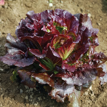 Lettuce, Red Leaf