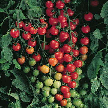 Tomatoes, Supersweet Cherry