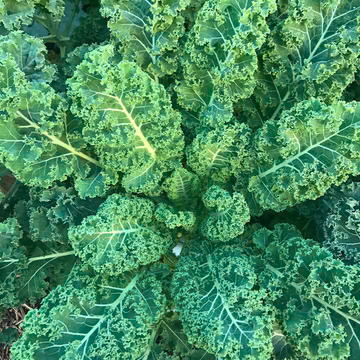 Kale