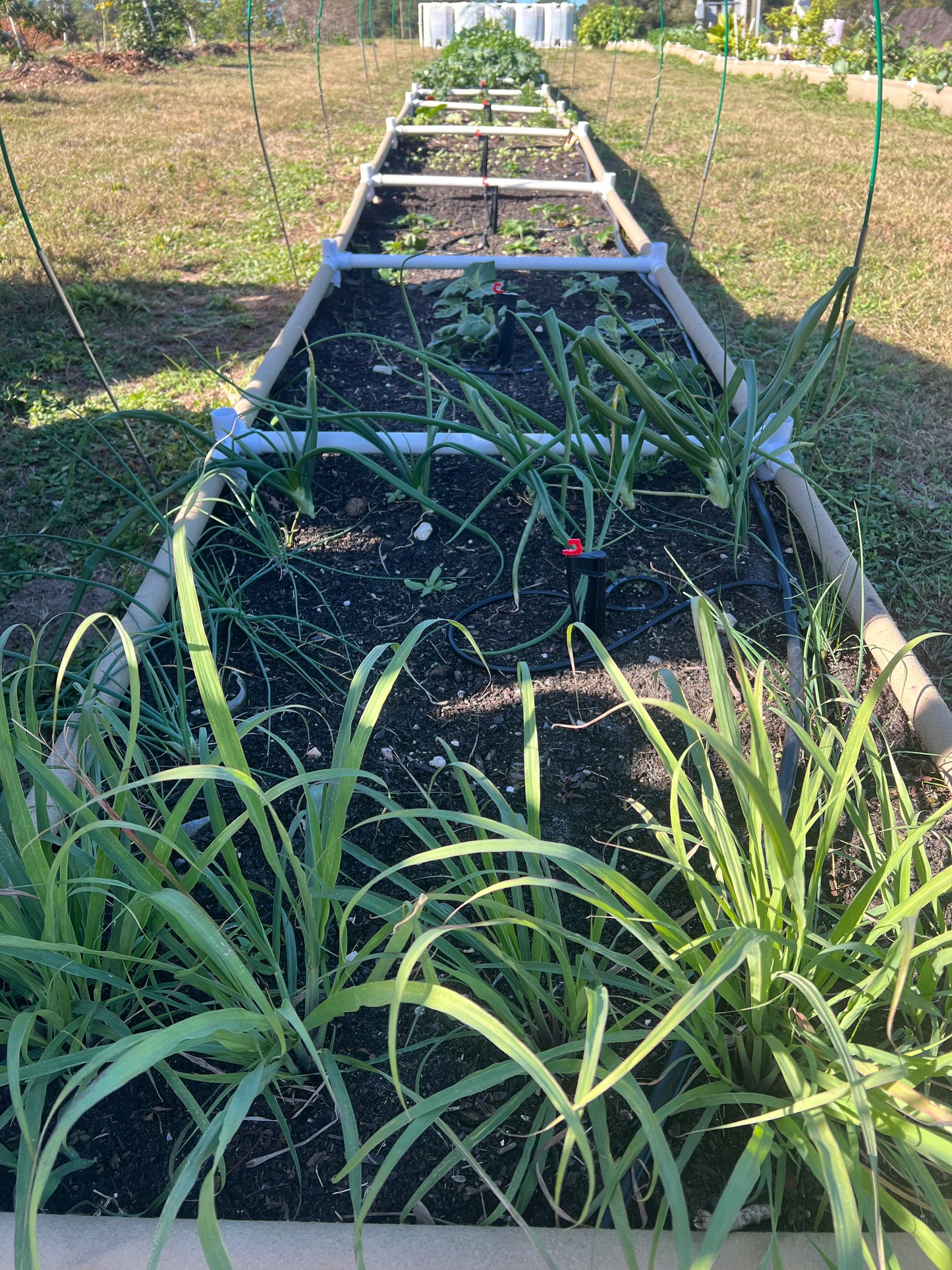 Community Garden plot 3ft x 4ft.